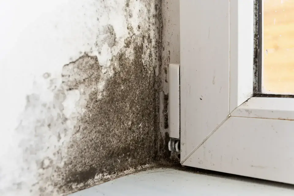 Oceanside's Trusted Water Damage Restoration Specialists — Oceanside, CA